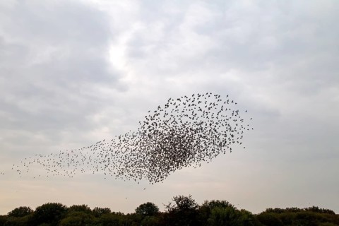 This flight formation of the flock of starlings (Sturnus vulgaris) resembles the spaceship