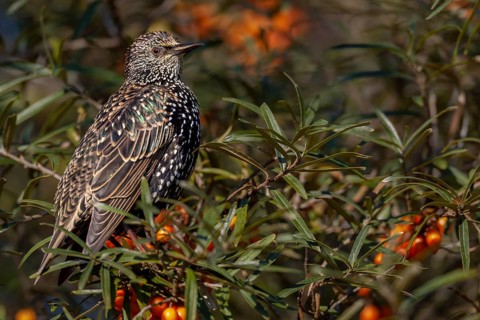 Starling (Sturnus vulgaris) adult bird resting among sea buckthorn (Hippophae rhamnoides), berries,