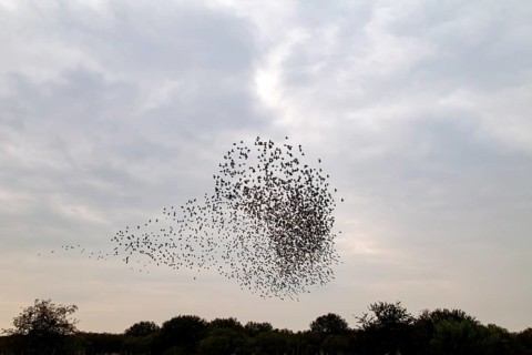 The flight formations of large flocks of starlings (Sturnus vulgaris) are a fascinating natural