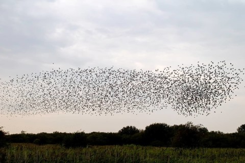 This flight formation of a flock of starlings (Sturnus vulgaris) resembles a comet, autumn