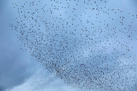 Starlings (Sturnus vulgaris) gather over the roost, autumn migration, spring migration, bird