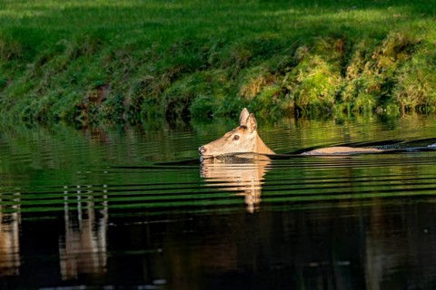 Female red deer (Cervus elaphus), wild deer, doe bathing, swimming on the bank of a pond at the