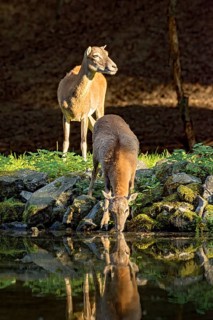 European mouflon (Ovis gmelini musimon), female, mouflon, mouflon drinking water from pond on