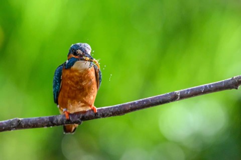 Male kingfisher (Alcedo atthis) with prey in his beak on a branch while water splashes around him,