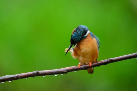 A kingfisher (Alcedo Matthis) sits quietly on a branch while grooming its feathers surrounded by