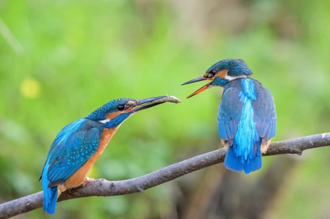 Two kingfishers (Alcedo atthis) during the so-called fish handover the male on the right in the