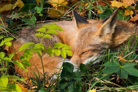 Red fox (Vulpes vulpes) lying peacefully curled up in the sun between grass (Poales) and leaves,
