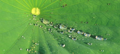Morning dew on a lotus leaf, lotus effect, Bali, Indonesia