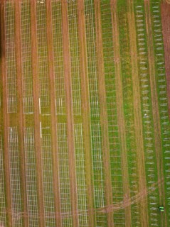 Pattern of solar system frames in fields, from a bird's eye view, Energiewende, construction of PV