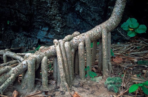 Tree root on Ko Phi Phi Le, Thailand, December 2002, vintage, retro, old, historic