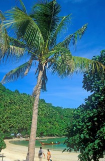 People, palm tree on the beach of Ko Phi Phi Don, two years in front of the tsunami, Thailand,