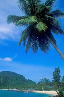 Palm tree on Ko Phi Phi Don beach, two years in front of the tsunami, Thailand, December 2002,