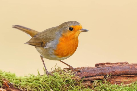 Robin (Erithacus rubecula), foraging, winter feeding, standing on moss, wildlife, songbirds,