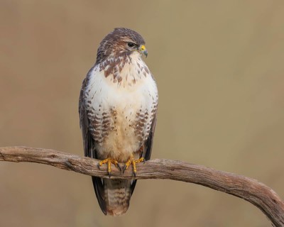 Buzzard (Buteo buteo) sitting attentively on a branch, wildlife, animals, birds, bird of prey,