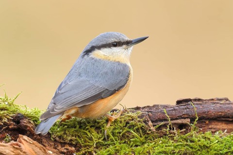 Nuthatch (Sitta europaea) on a moss-covered root, wildlife, nature photography, Neunkirchen,