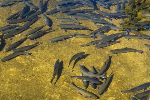 Trout in the pond, Kreuth fishing, Herzogliche Fischzucht Wildbad Kreuth, Tegernsee Valley, Upper