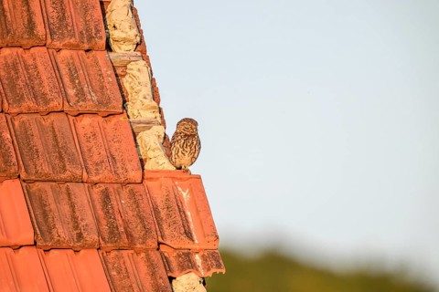 Little owl (Athene noctua) adult adult bird sitting on the edge of a tiled roof of a building and