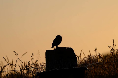 A tranquil bird silhouette stonecrop (Athene noctua) at sunset on a post with grass, owl in shadow