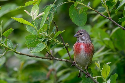 A linnet (Linaria cannabina) with a red breast sitting on a green branch against a lush background,