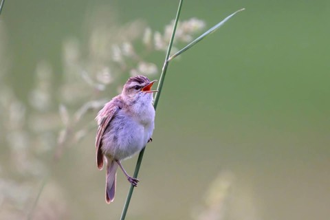 Reed warbler (Acrocephalus schoenobaenus) sitting on a reed in a natural environment,