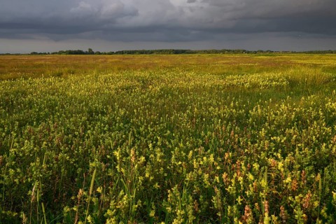 Wet meadow with flowering rattle pot (Rhinanthus spec.) in warm light under a partly cloudy sky,