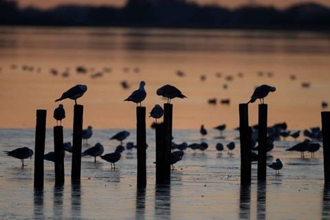 Black-headed gulls (Larus ridibundus) Birds on posts in the water at sunset, soft light, calm