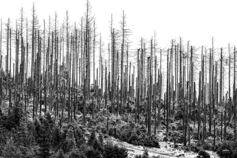 Dead trees Mountain spruce forest deaths in the Harz Mountains, Braunlage, Harz, Lower Saxony,