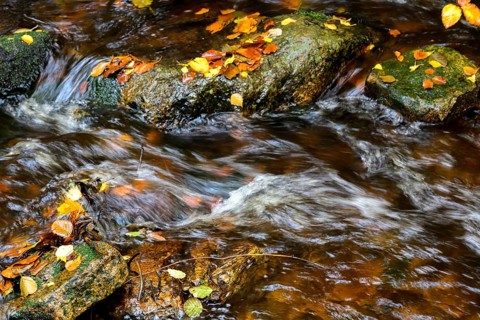 River Bode flows over smooth-cut rocks with colorful autumn leaves, autumn colors in the Bodetal