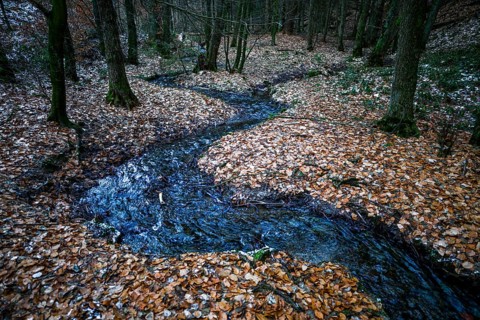 The Zwickenbach meanders through forest in winter, Zwickenbach Valley, Bakum, Melle, Lower Saxony,