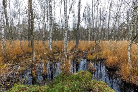 Moor landscape in the Osterwald forest with bog birch trees (Betula pubescens), Zingst,