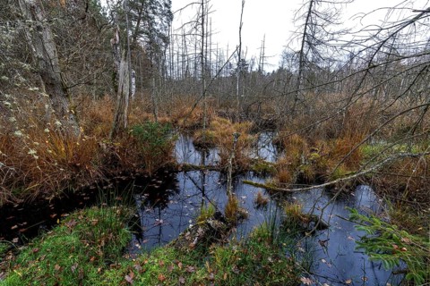 Moorland with dead trees in Osterwald, Zingst, Fischland-Darß-Zingst, Western Pomerania Lagoon Area