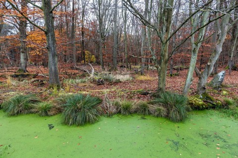 Moorland with trees, foreground stream with duckweed (Lemna), Osterwald, Zingst,