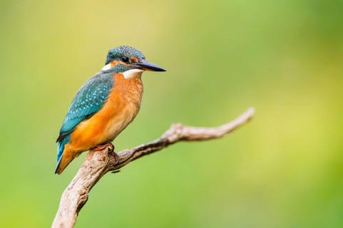 Common kingfisher (Alcedo atthis) sitting on an old wooden branch in late summer, wildife, Bavaria,