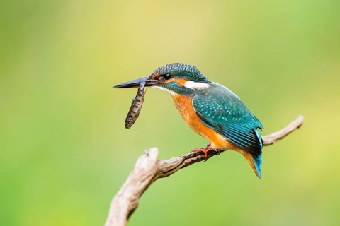 Common kingfisher (Alcedo atthis) sitting on an old wooden branch eating his fresh cought fish in