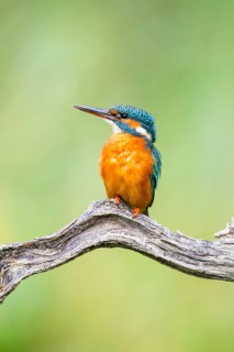Common kingfisher (Alcedo atthis) sitting on an old wooden branch in late summer, wildife, Bavaria,
