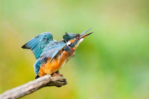 Common kingfisher (Alcedo atthis) sitting on an old wooden branch shaking its body in late summer,
