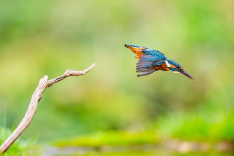 Common kingfisher (Alcedo atthis) flying into the water hunting for fish in late summer, wildife,
