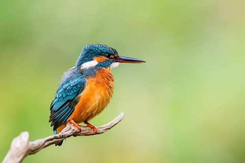 Common kingfisher (Alcedo atthis) sitting on an old wooden branch in late summer, wildife, Bavaria,