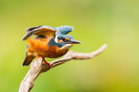 Common kingfisher (Alcedo atthis) flying away from an old wooden branch in late summer, wildife,