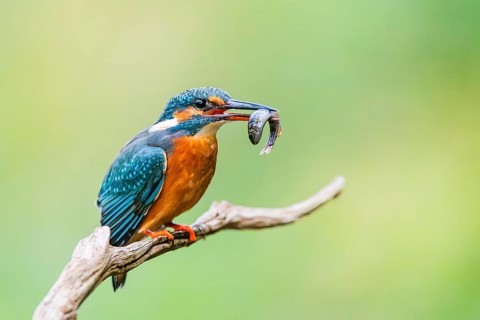 Common kingfisher (Alcedo atthis) sitting on an old wooden branch eating his fresh cought fish in