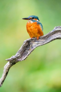 Common kingfisher (Alcedo atthis) sitting on an old wooden branch in late summer, wildife, Bavaria,