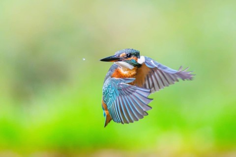 Common kingfisher (Alcedo atthis), flying, wildife, Bavaria, Germany