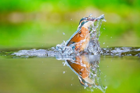 Common kingfisher (Alcedo atthis) flying out of the water with a fresh cought fish in his beak in