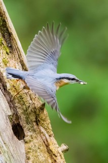 Eurasian nuthatch (Sitta europaea) flying from an old wrotten tree trunk at a swamp, Bavaria,