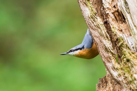 Eurasian nuthatch (Sitta europaea) sitting on an old wrotten tree trunk at a swamp, Bavaria,