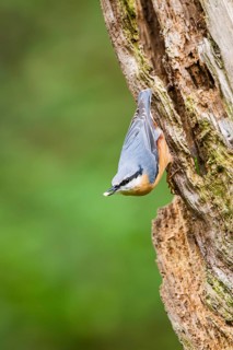 Eurasian nuthatch (Sitta europaea) sitting on an old wrotten tree trunk at a swamp, Bavaria,