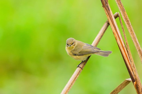 Common chiffchaff (Phylloscopus collybita) sitting on a reed, Bavaria, Germany