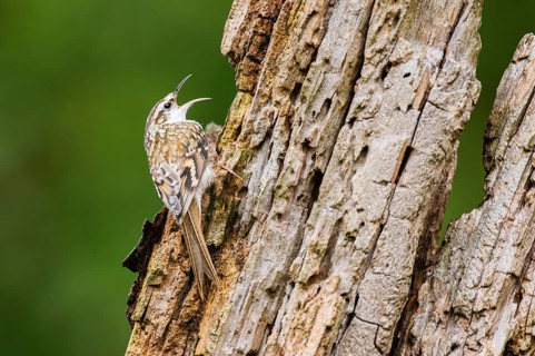 Eurasian treecreeper (Certhia familiaris) climbing up an old wrotten tree trunk, Bavaria, Germany