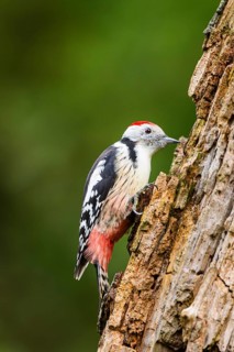 Middle spotted woodpecker (Dendrocoptes medius) sitting on an old wrotten tree trunk in late