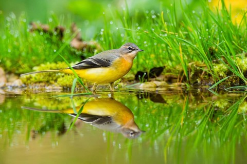 Grey Wagtail (Motacilla cinerea) hunting at a little lake in a swamp, wildlife, Germany